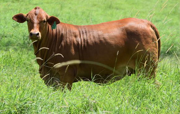 Bryvonlea Princess Jackie